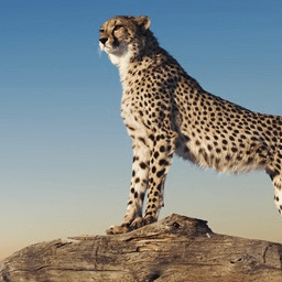 WP最速キャッシュ